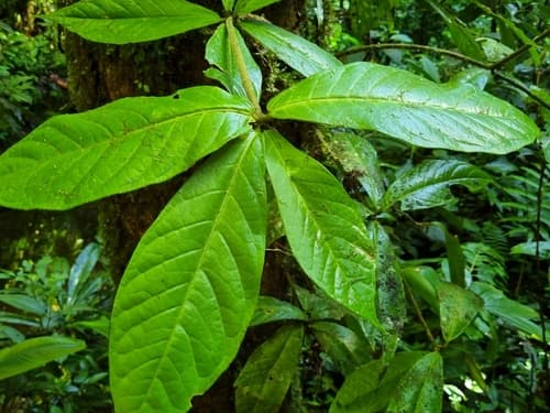 Markea plowmanii