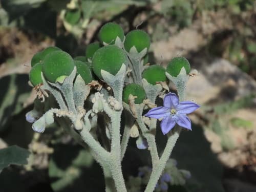 Solanum dillonii