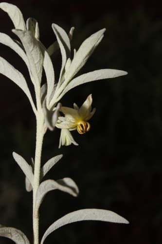 Solanum isodynamum