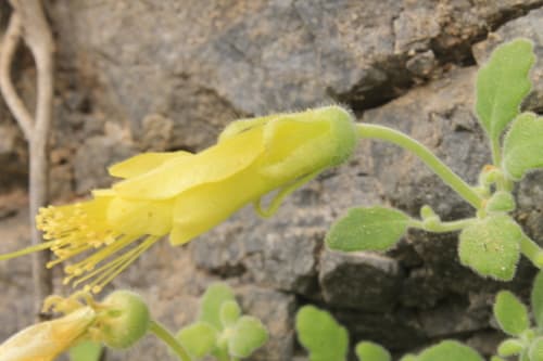 Eucnide xylinea