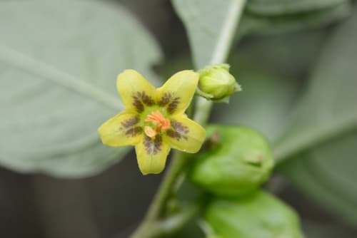 Physalis melanocystis