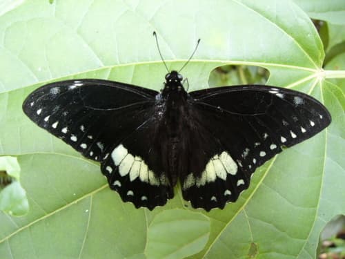 Papilio birchallii