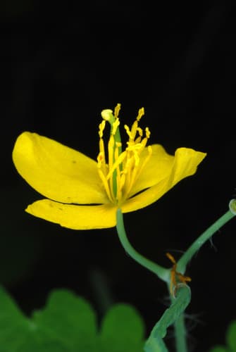 Celandine