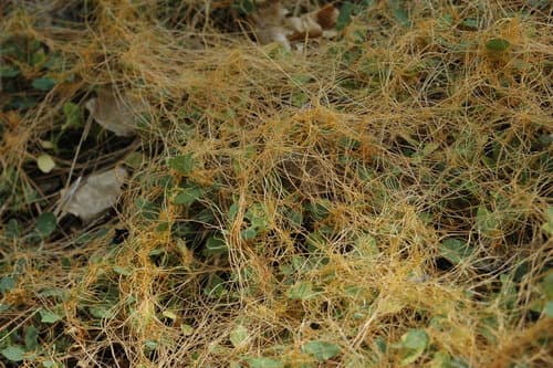 Jepson's dodder