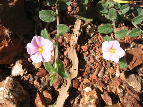 Polymeria lanata
