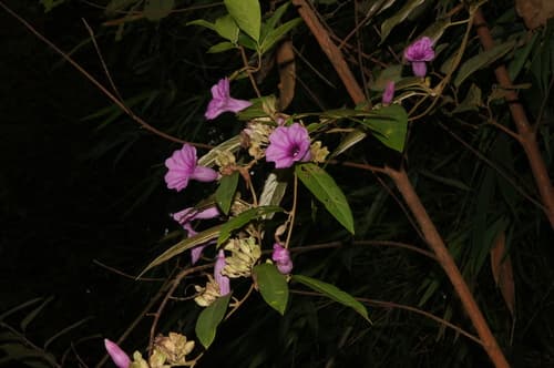 Splendid Woodrose