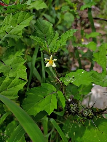 Solanum leucandrum