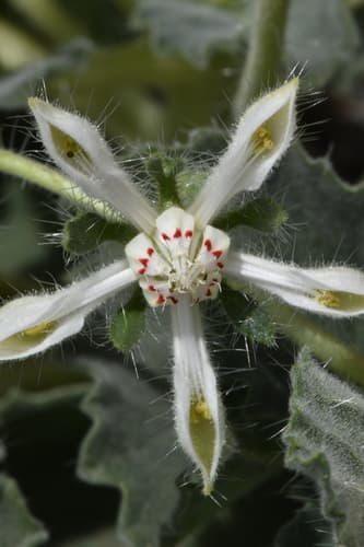 Loasa pallida