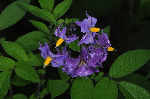 Purple Potato