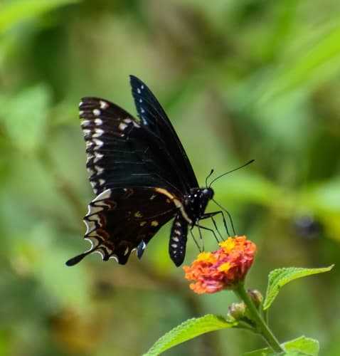 Lantana