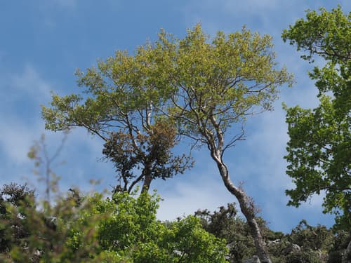 Cretan Zelkova