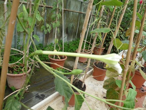 Ipomoea marmorata