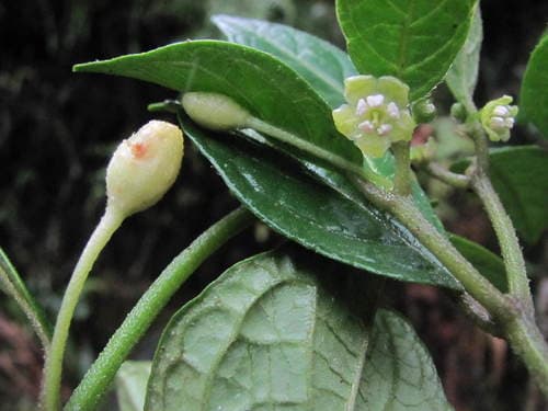 Deprea steyermarkii