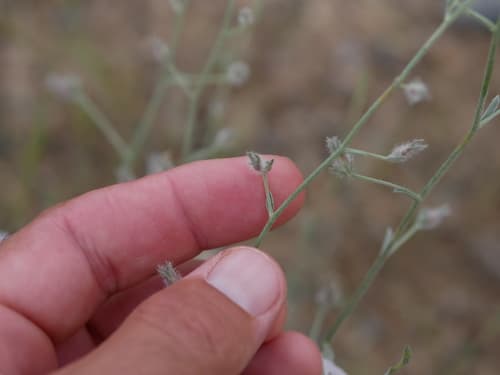 Prostrate Bindweed
