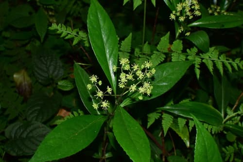 Hydrangea lingii