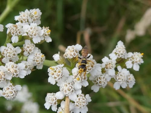 Yarrow