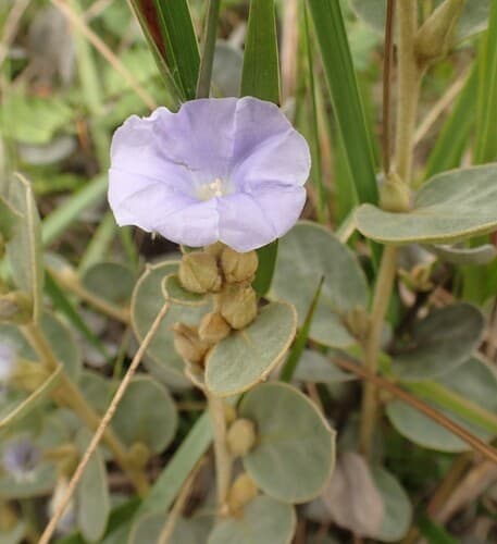 Bonamia eustachioi