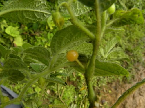 Deprea pilosa