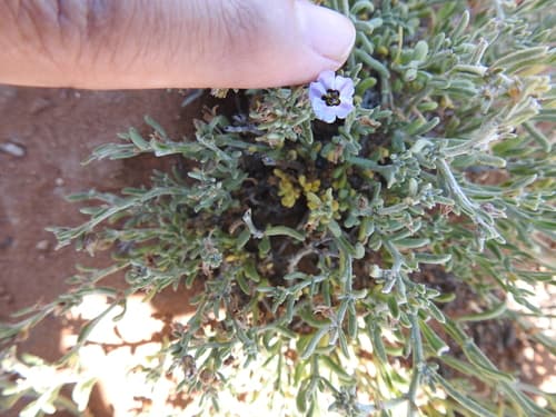 Nolana volcanica