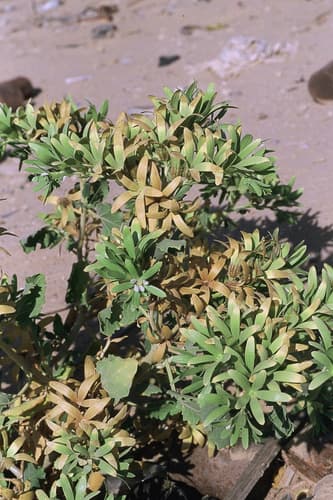Kissenia arabica