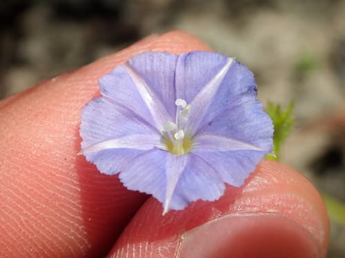 Evolvulus fuscus