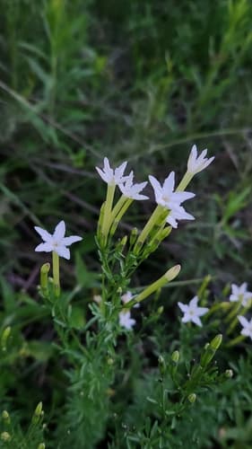 Sessea vestioides