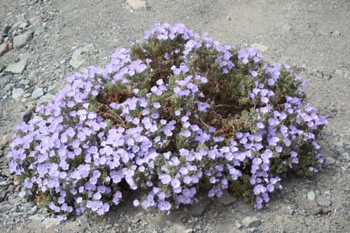 Nolana philippiana