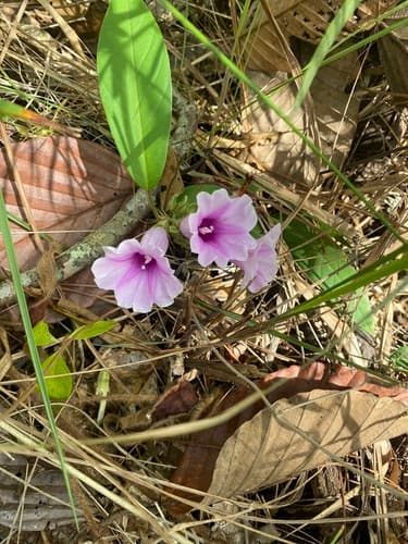 Argyreia laotica