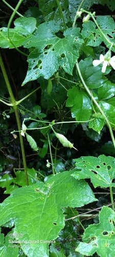 Blumenbachia scabra