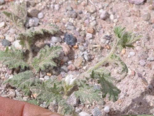 Convolvulus argillicola