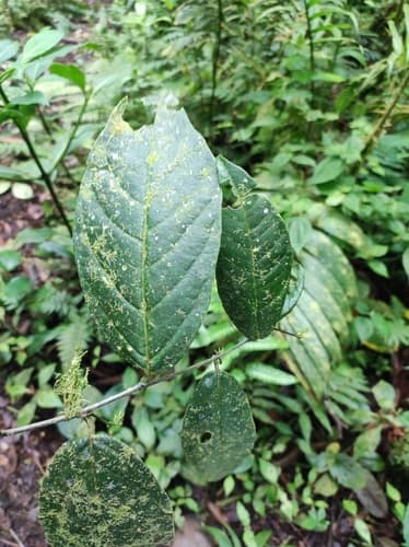 Cestrum endresii