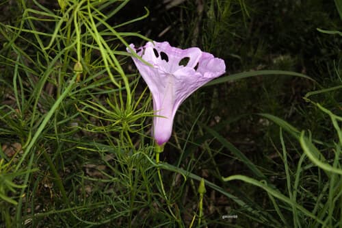Ipomoea fiebrigii
