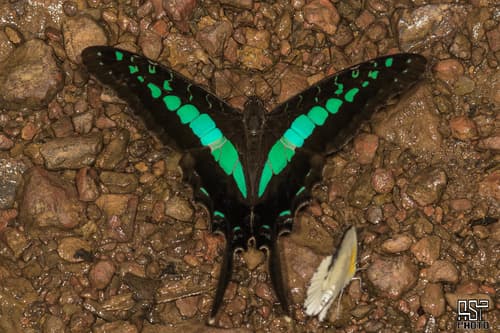 Kigezi Swordtail