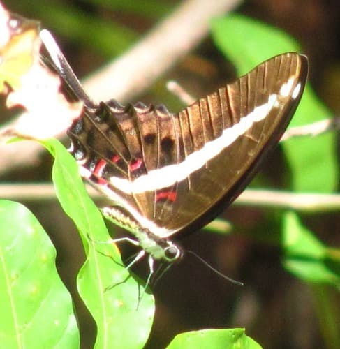 Kirby’s Swordtail