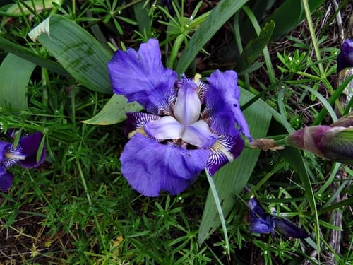 Orris Root