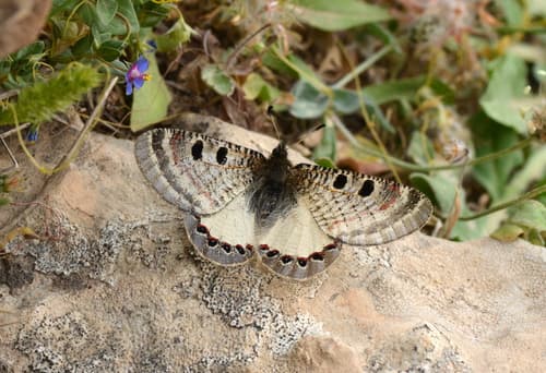 Archon bostanchii