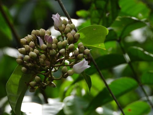 Maripa glabra