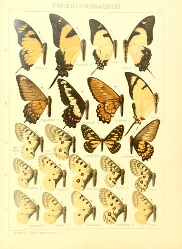 Eurytides iphitas