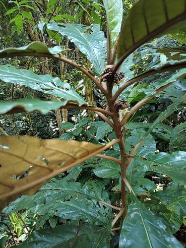 Solanum vellozianum