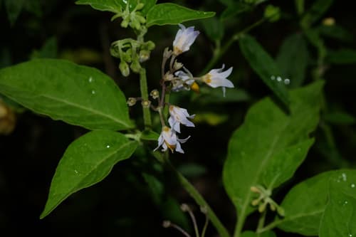 Solanum annuum