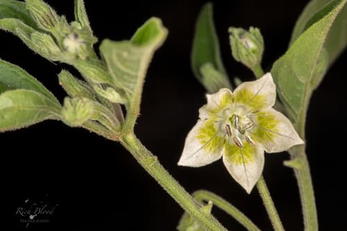 Ulupica Pepper