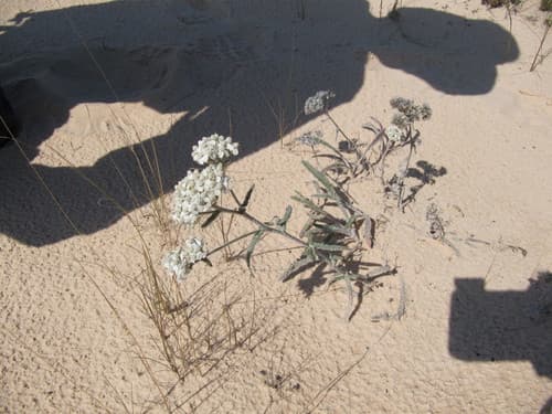Yarrow