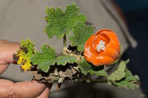 Nasa rugosa