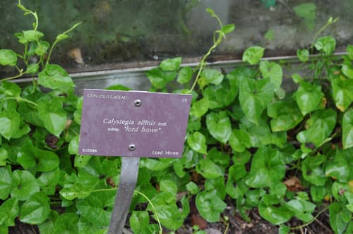 Calystegia affinis