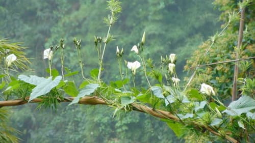 Ipomoea chiriquensis