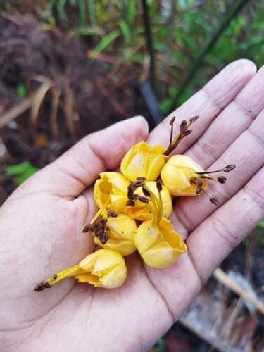 Humbertia madagascariensis
