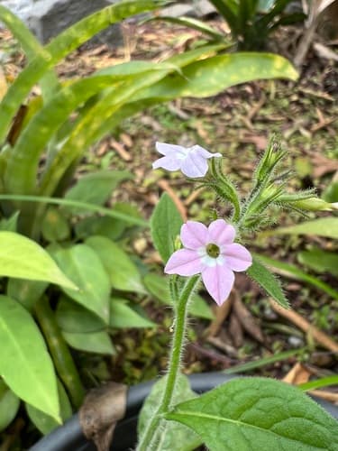 Nicotiana azambujae