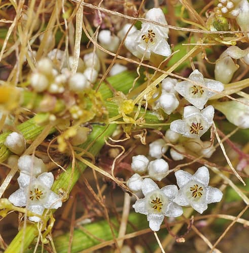 Cuscuta triumvirati