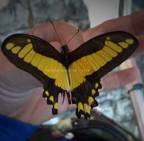 Heraclides himeros