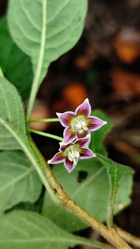 Capsicum parvifolium
